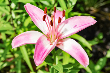 Delicate and beautiful pink Lily lies in the green grass in the summer garden