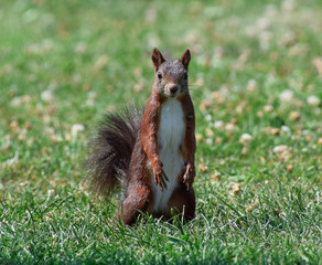 Cute red squirrel on park, looking in the camera