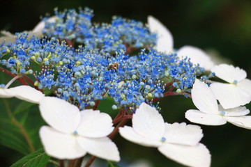 額紫陽花