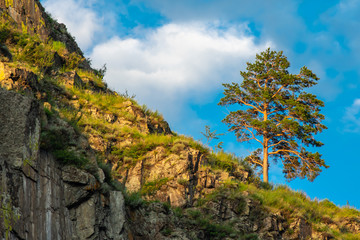 Fototapeta na wymiar lonely pine on a cliff side in the sunshine