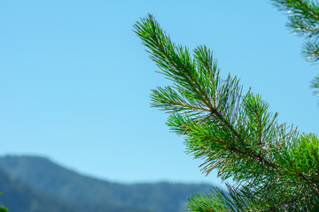 branch of green pine against the blue sky