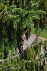 Pine cones on evergreen pinetree