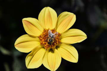 bee on yellow dandelion flower, against dark background