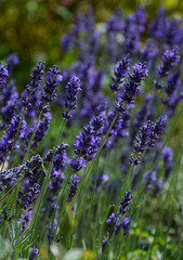 Fototapeta premium lavender flowers in bloom