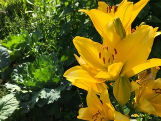 blooming yellow lily on a green background