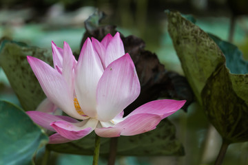 Blooming Lotus flower or Water Lily sunset time.