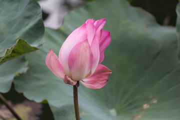 Blooming Lotus flower or Water Lily sunset time.