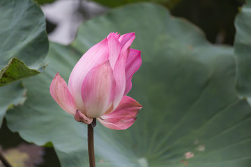 Obraz premium Blooming Lotus Flower or Water Lily with sunset time.