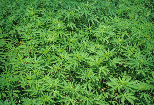 Hemp field in the Kulu Valley, India