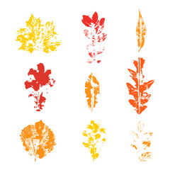 Colorful set of autumn leaves isolated on white background