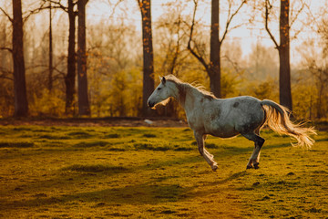Obraz na płótnie Canvas Horse close up portrait in motion on green meadow
