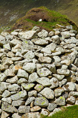 Fulmar. Pueblo de St. Kilda. Village Bay. Isla St. Kilda. Outer Hebrides. Scotland, UK