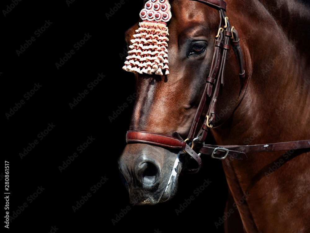 Wall mural andalusian horse in traditional spanish finery detail close-up isolated on black background