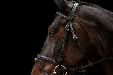 warmblood horse head closeup detail in sport harness isolated on black background - obrazy, fototapety, plakaty