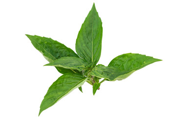Fresh basil leaf with isolated on a white background