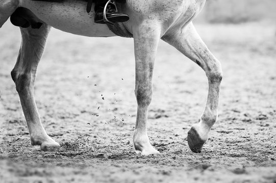 horse legs in black and white detail closeup
