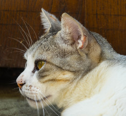 Hauskatze, Portrait