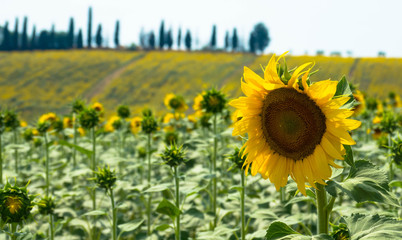 Sonnenblumenplantage in der Toskana
