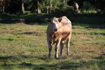 Kuh auf der Weide