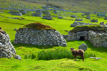 Cabra Soay. Pueblo de St. Kilda. Village Bay. Isla St. Kilda. Outer Hebrides. Scotland, UK