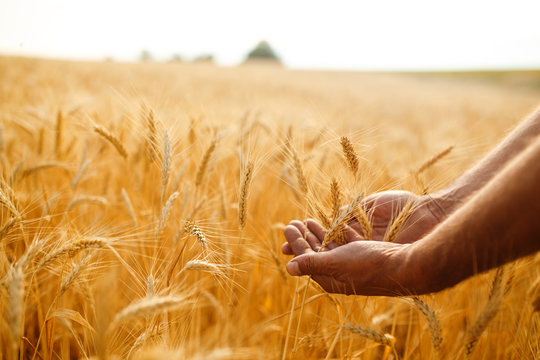 A Field Of Wheat Touched By The Hands Of Spikes In The Sunset Light. Wheat Sprouts In A Farmer's Hand.Farmer Walking Through Field Checking Wheat Crop. - Powered by Adobe