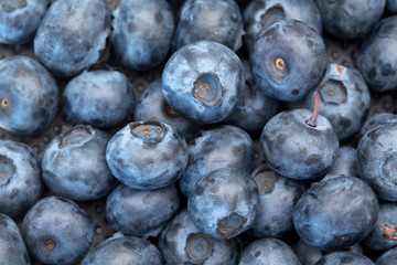 Blueberry fresh blue berries