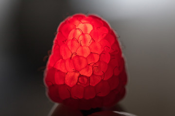 Raspberry backlit from inside close up