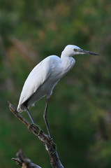 An egret in a lagoon in Huelva.