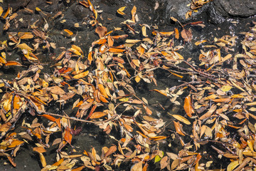 mangrove leaves floating in the sea