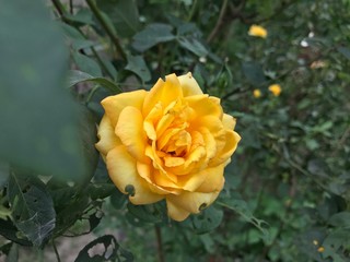 yellow rose in garden