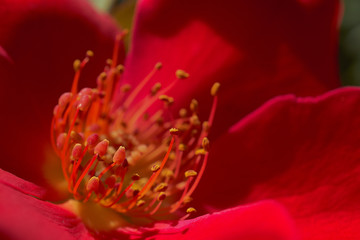 Rosa roja en el verano