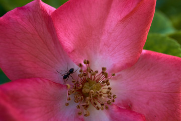 Rosa en verano con una hormiga