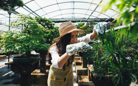 Bonsai greenhouse center. rows with small trees, woman working and taking care of the plants