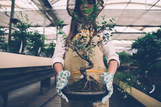 Bonsai greenhouse center. rows with small trees, woman working and taking care of the plants