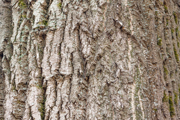 background tree bark shot close-up