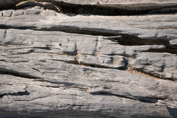 dry drift wood, Vansittart Bay
