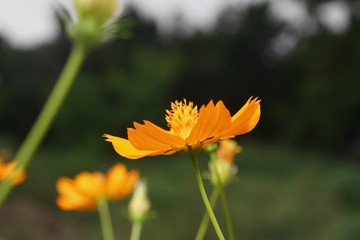 A yellow flower get up the sunlight in noon in the park.