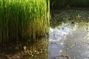  Rice seedlings