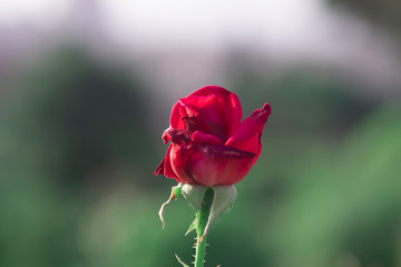 Macro red rose bokeh
