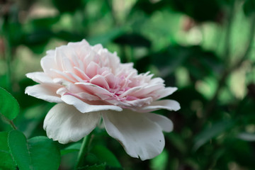 Macro pink flower in the garden