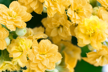 Yellow kalanchoe flowers