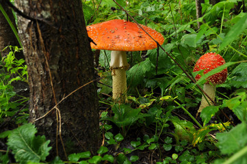 Red fly agaric in the forest close-up