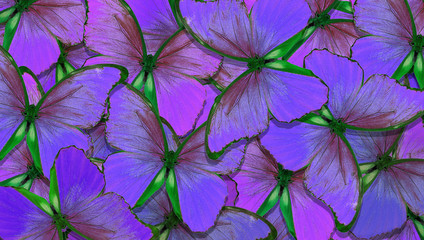 Soft blue and purple natural textural background. Wings of a butterfly Morpho. Flight of butterflies abstract background.