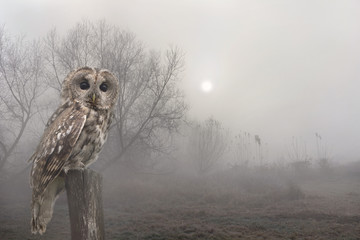 Sunrise in early morning with tawny owl or brown owl ( Strix aluco ) on stump in fog among trees. Autumnal landscape © Anastasiia Malinich