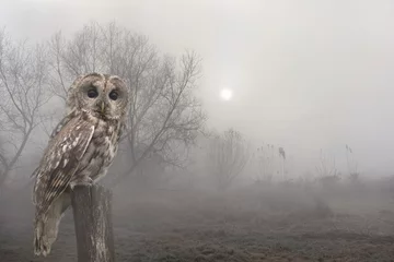 Foto op Canvas Sunrise in early morning with tawny owl or brown owl ( Strix aluco ) on stump in fog among trees. Autumnal landscape © Anastasiia Malinich