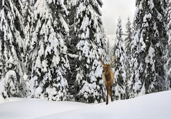 Winter landscape with deer walking in the snow in fir forest