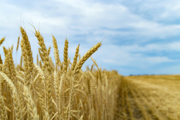 Fototapeta premium Golden wheat ears against the sky on partially harvested agriculture field. Harvesting season.