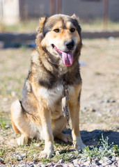Dog in the yard, tongue hanging from the thirst of water