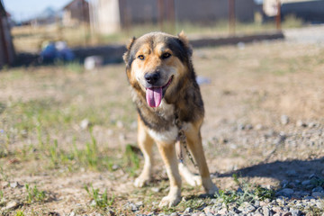 Dog in the yard, tongue hanging from the thirst of water