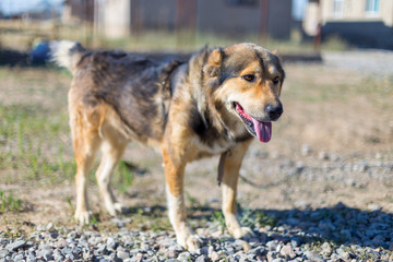 Dog in the yard, tongue hanging from the thirst of water
